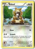 Front of Bidoof 116/160 from XY - Primal Clash